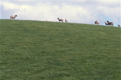 Viele Schafe
