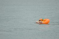 Foto: Orange Ente